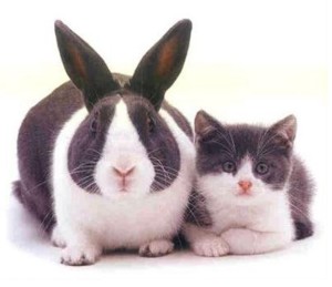bunny and cat cloning results may vary