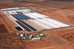Sapphire Energy green crude farm green crude farm